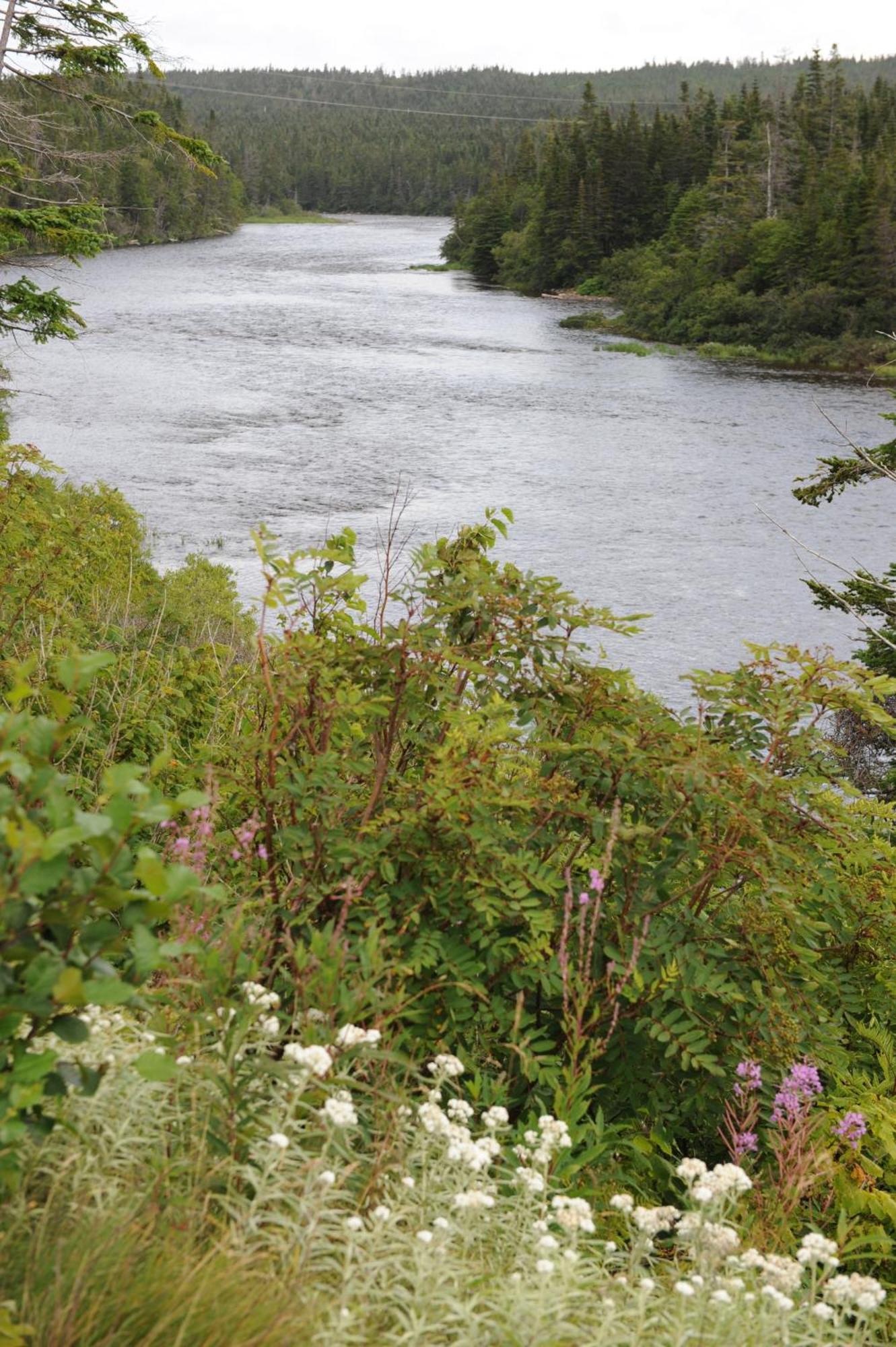 Riverside Chalets River of Ponds Exterior photo